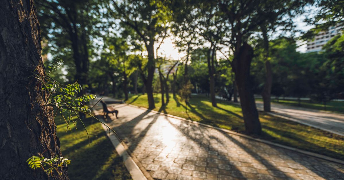 Sunlit pathway with lush greenery in a Baku park, capturing serene summer vibes.